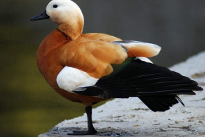 Ogarhija - draga crvena patka Ogarhija - draga crvena patka